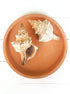 beige trapezium conch shell for sale